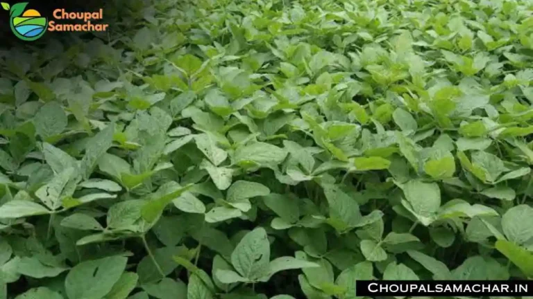 Soybean Crop