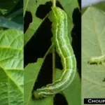 Soybean Disease