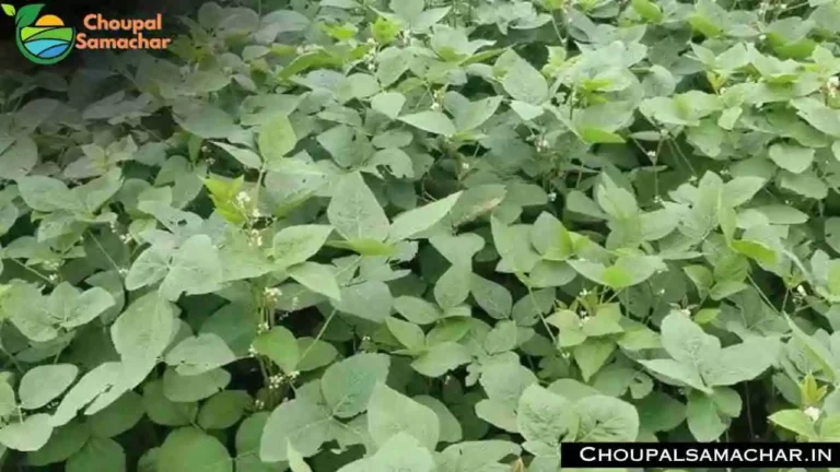 Soybean Weekly Advisory