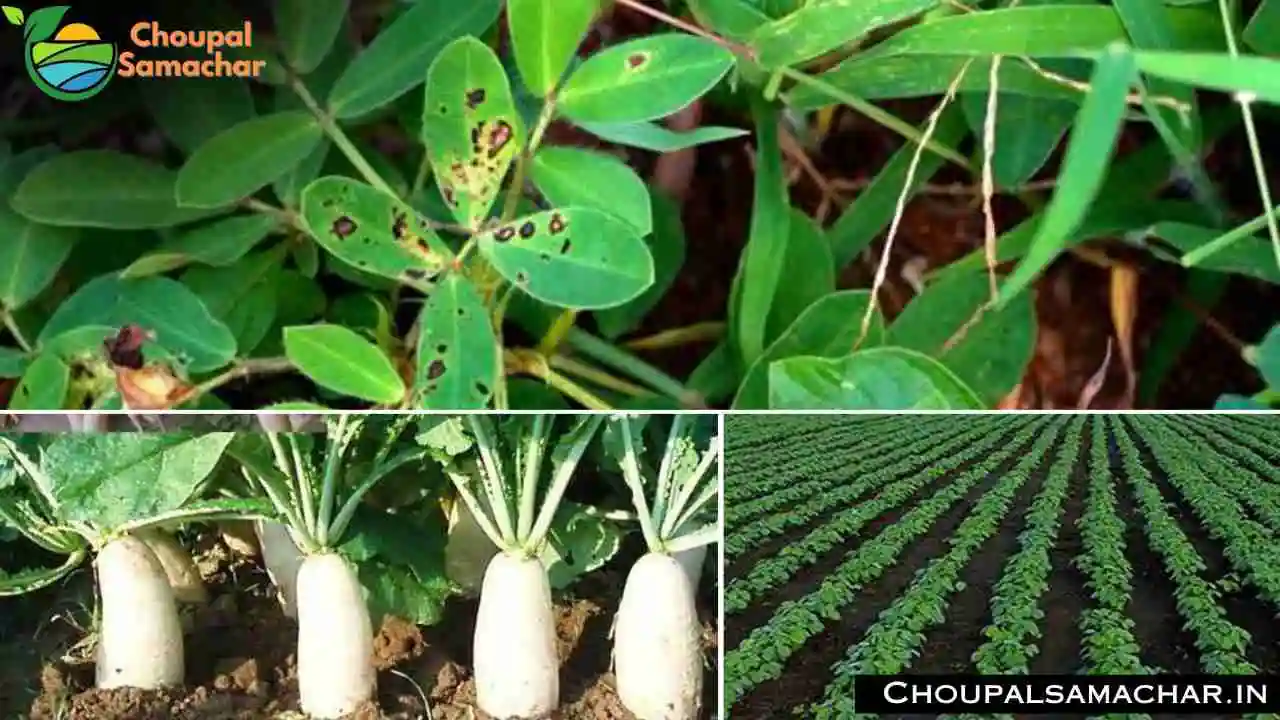 Kharif Crop Advisory