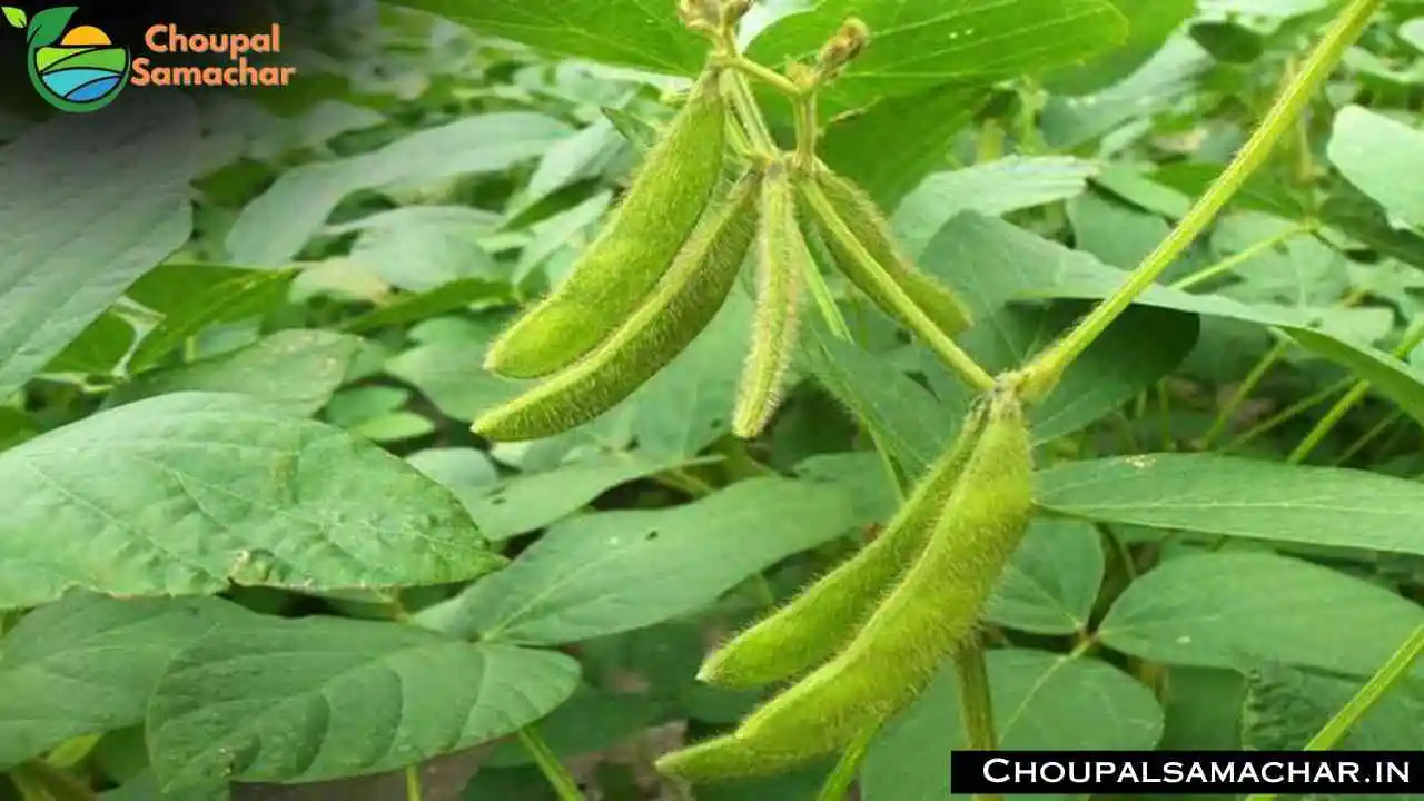 Soybean Crop