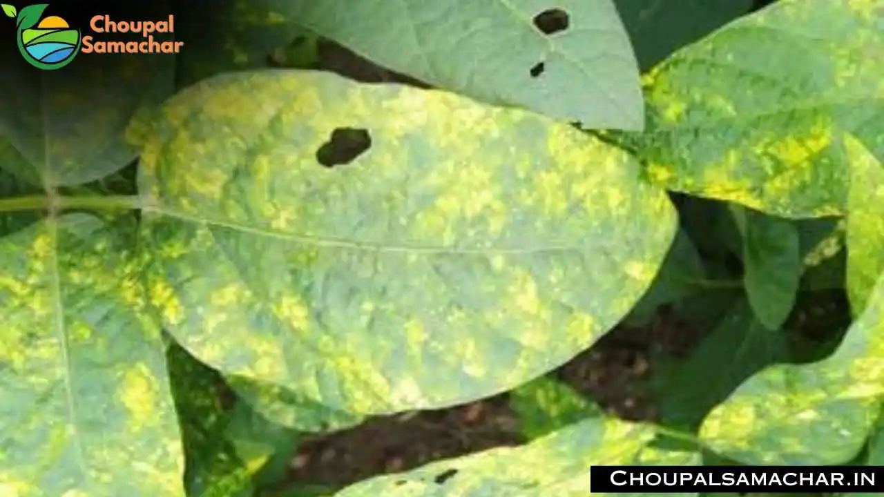Yellow Mosaic Virus