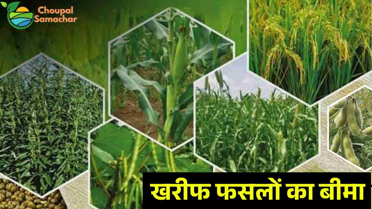 Kharif Crop Insurance
