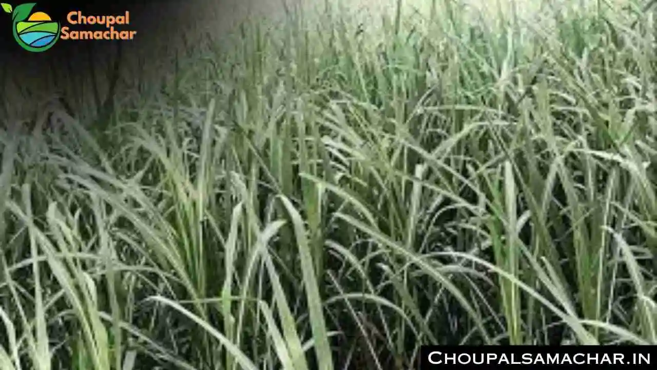 Sugarcane Crop