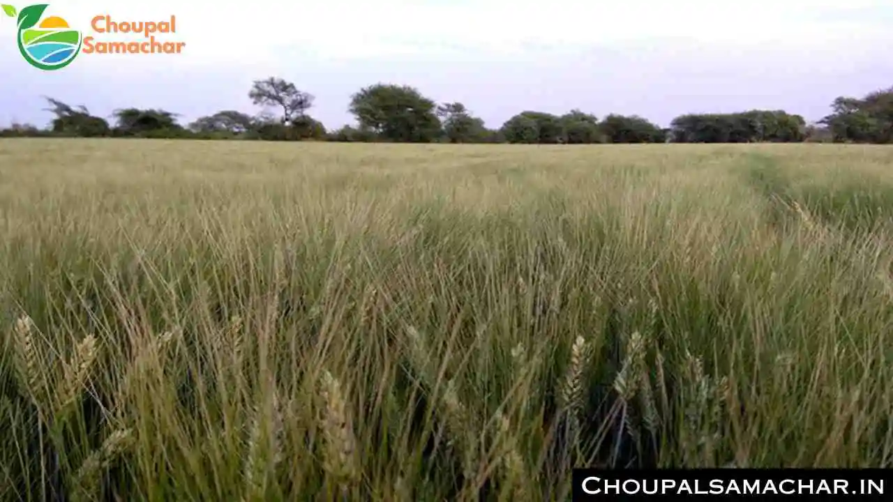 HI 8737 Wheat Variety