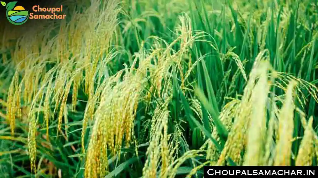 Paddy Disease Control