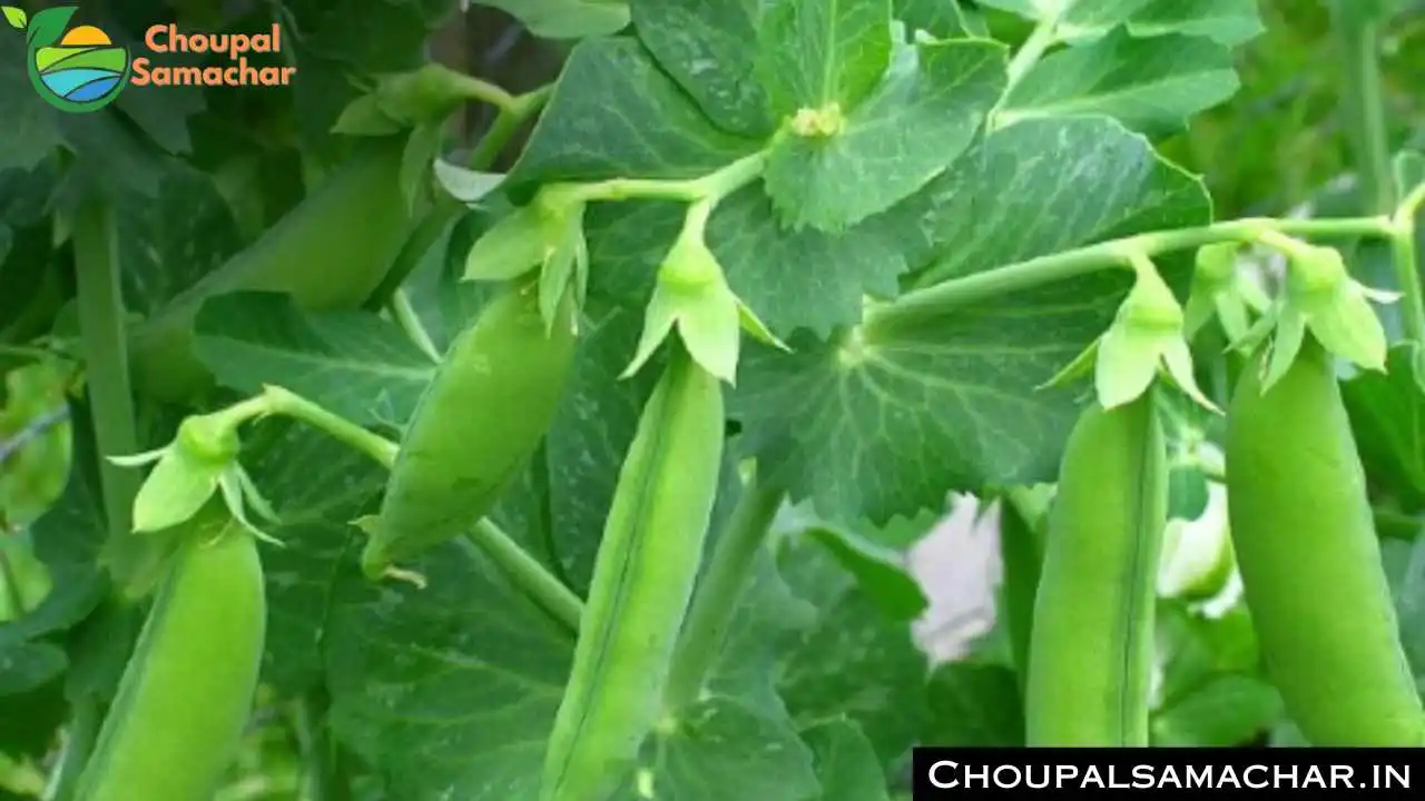 Pea Cultivation