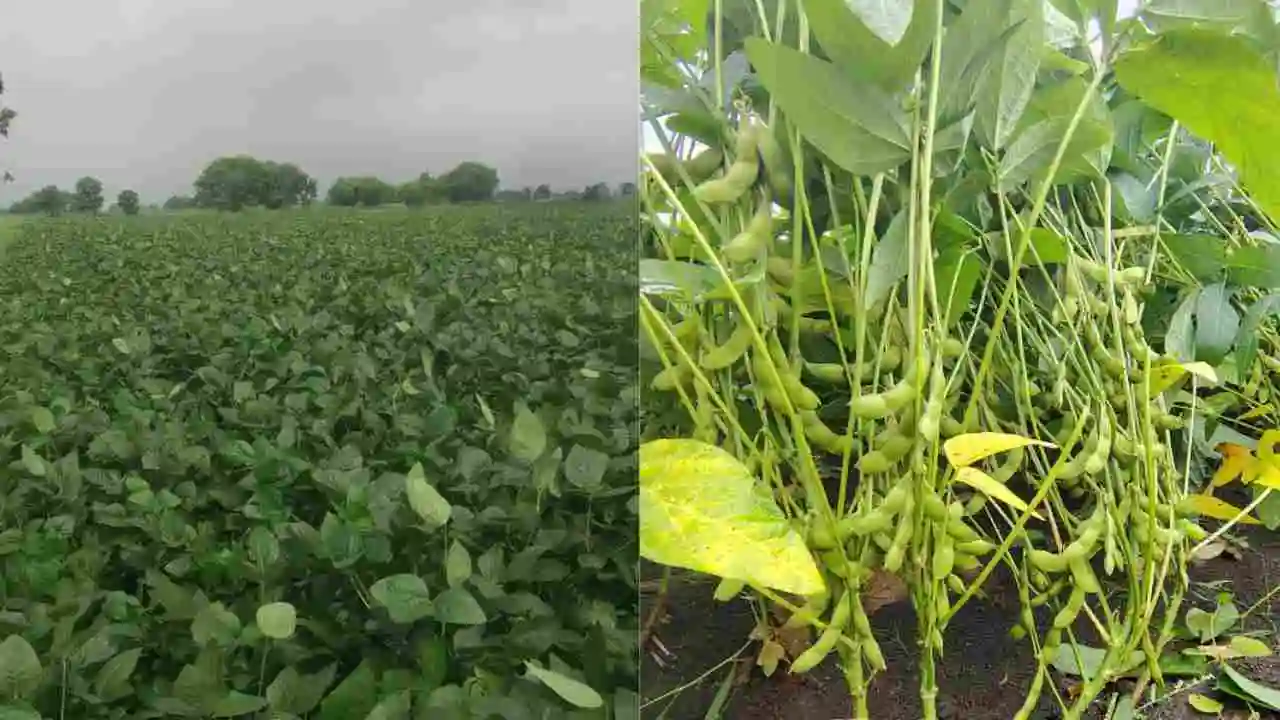 Agriculture Advisory