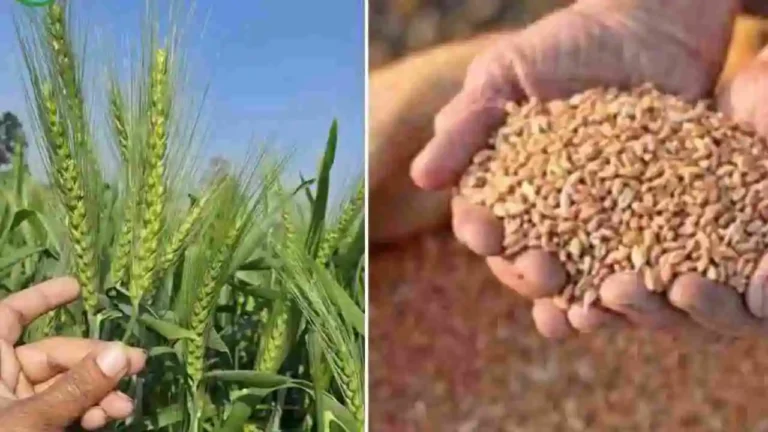 Wheat Variety HI 8830