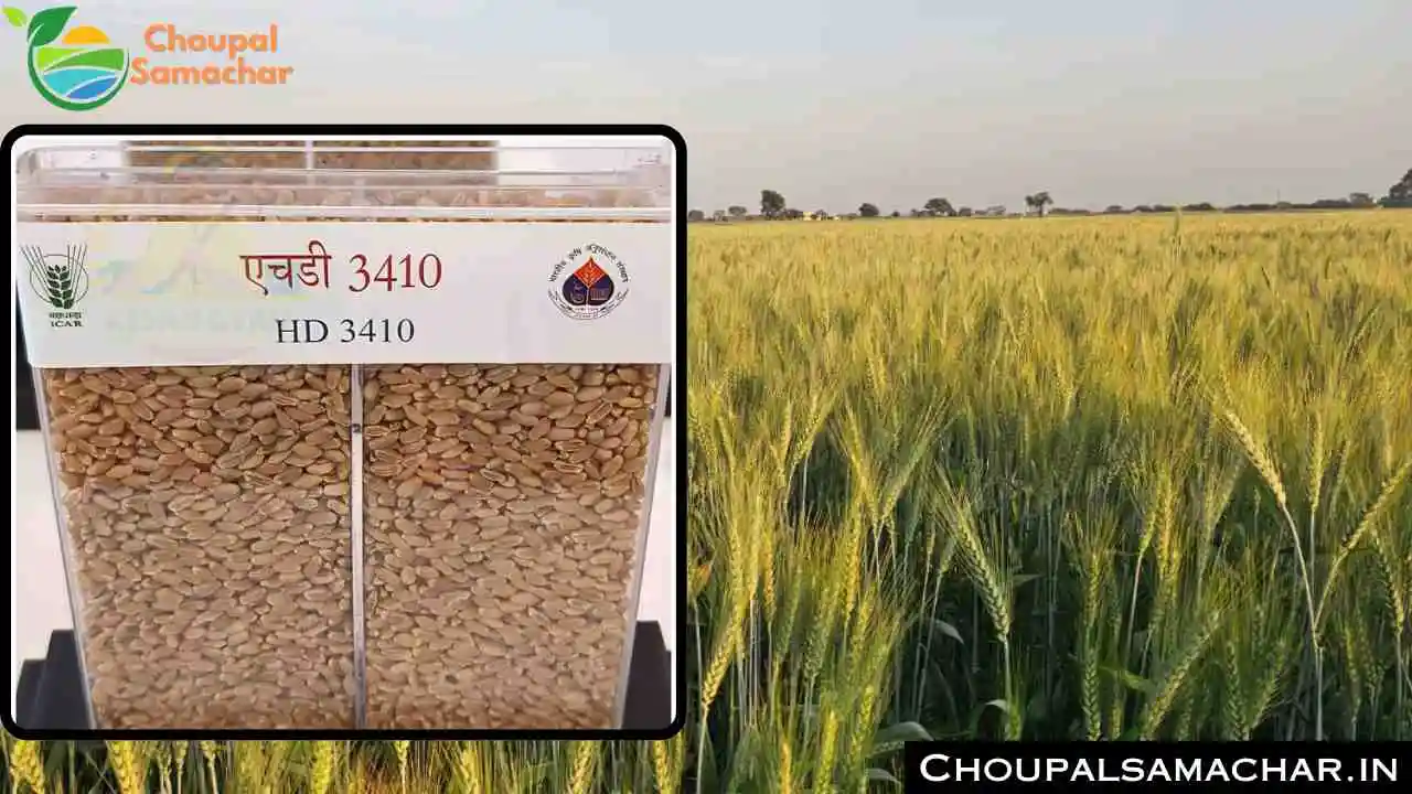New Wheat Variety HD 3410