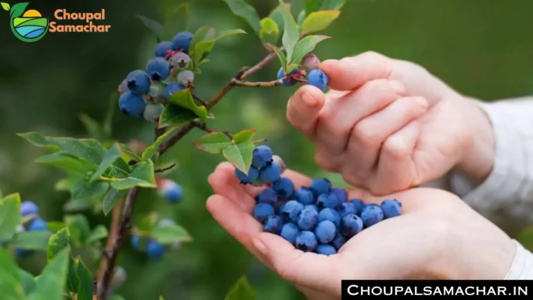 Superfood Blueberry