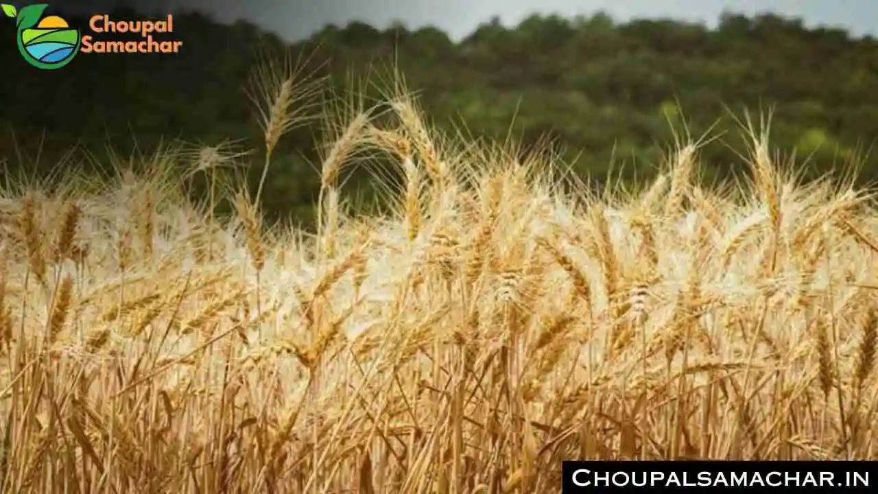 High Yielding Wheat Varieties