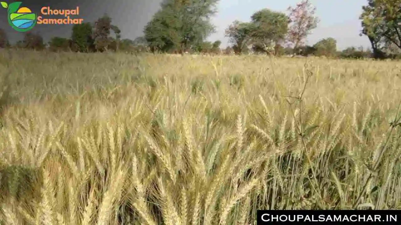 New Wheat Variety Info