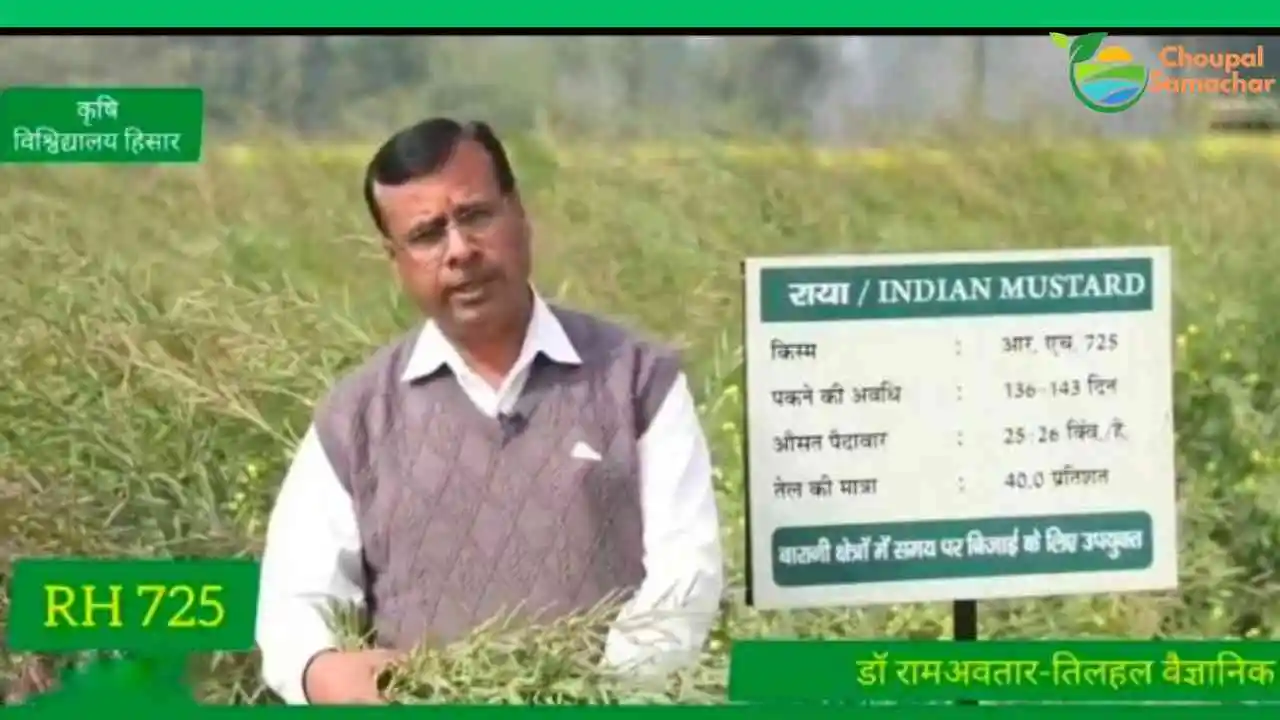 Mustard RH 725 Variety