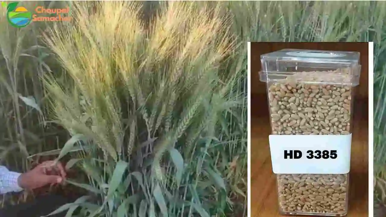 Best Wheat Variety 