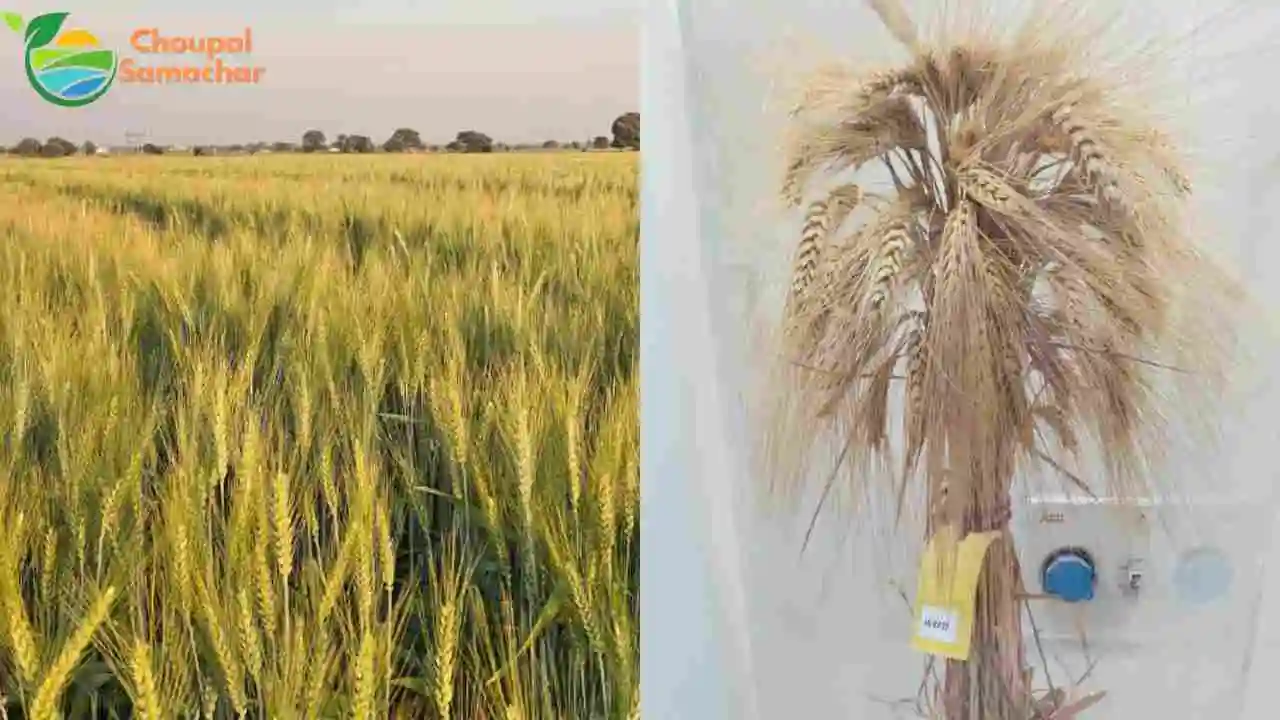 Popular Wheat Variety