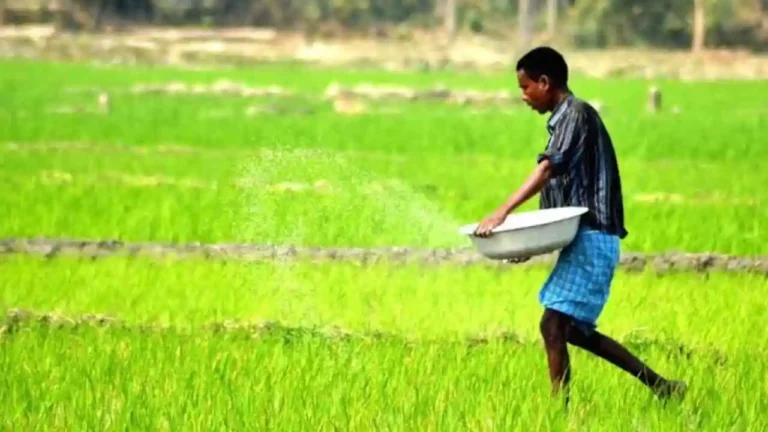 DAP Fertilizer Benefits