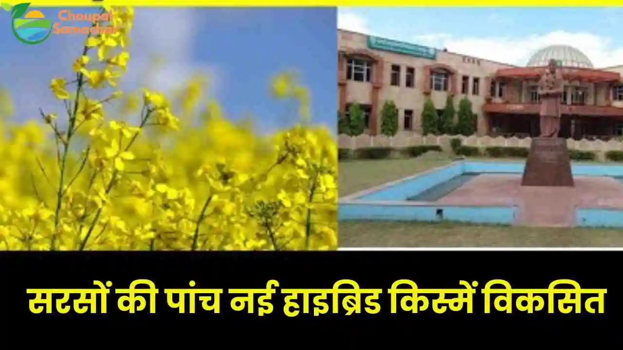 Mustard New Varieties