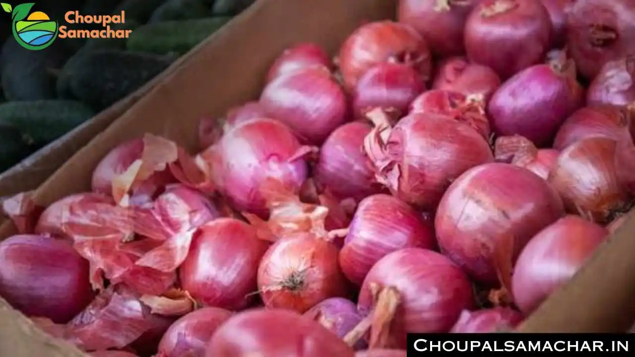 Onion Garlic Price