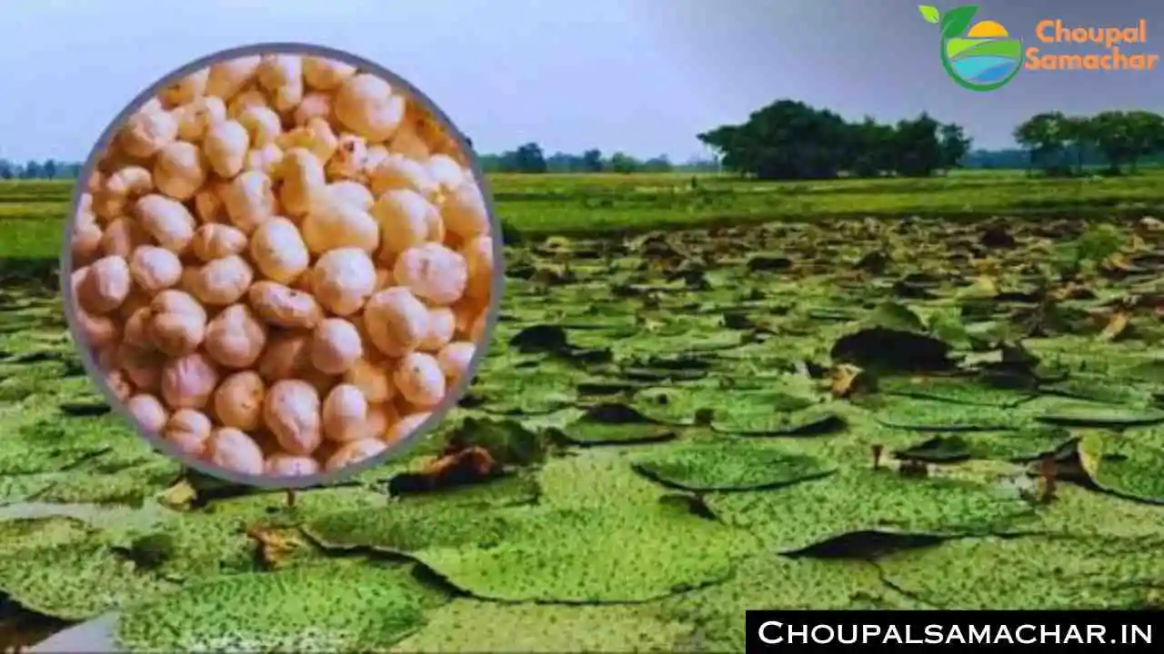 Makhana Farming Scheme