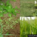 Rabi Crops