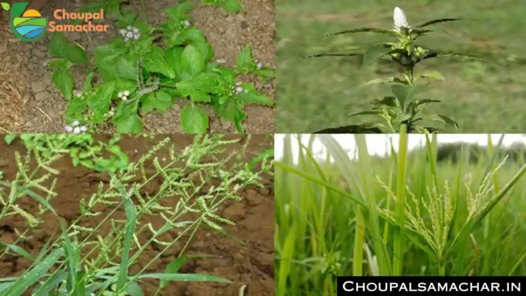 Rabi Crops