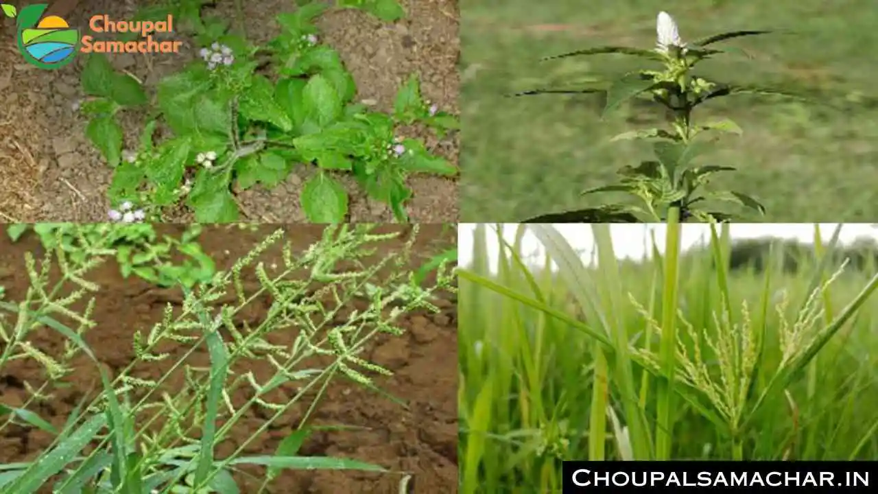 Rabi Crops