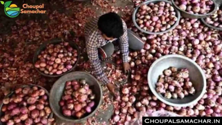 Today Garlic Onion Rate