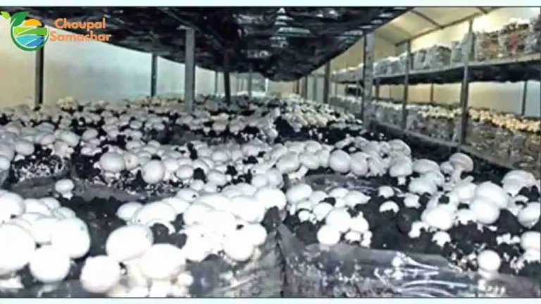 Mushroom Cultivation