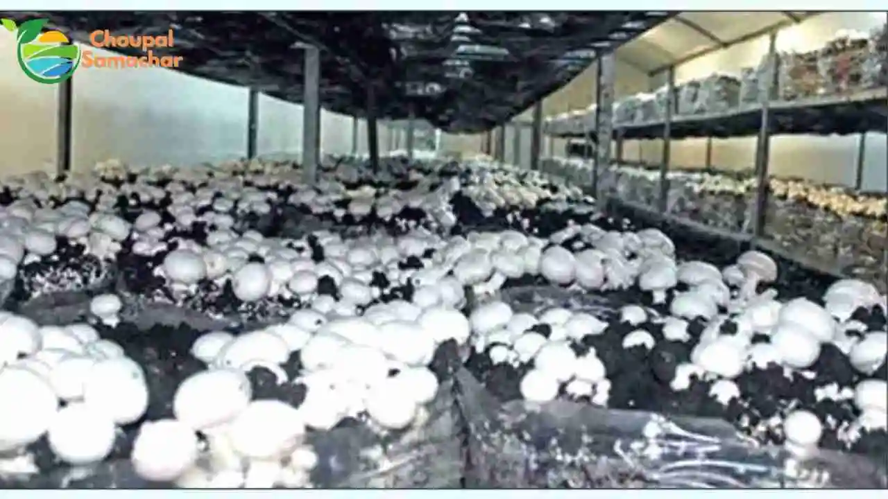 Mushroom Cultivation
