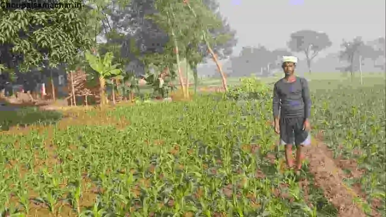 Current Agricultural Advice