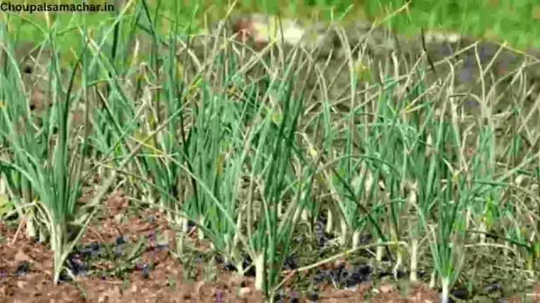 Garlic Agricultural Advice