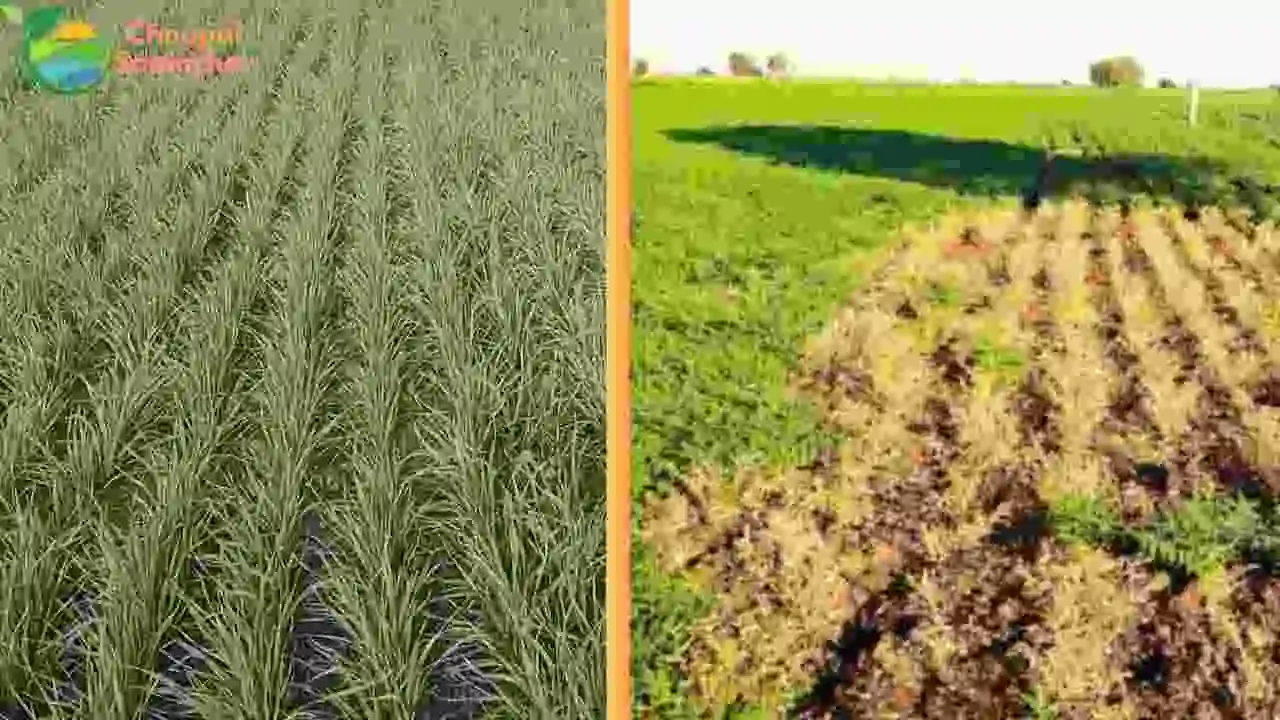 Rabi Crop Advise
