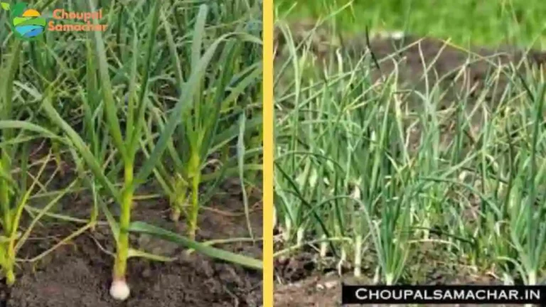 Agricultural Scientists Advice