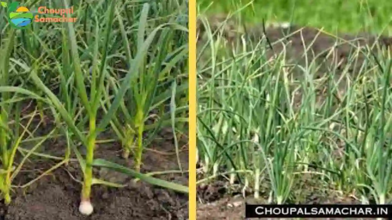 Agricultural Scientists Advice