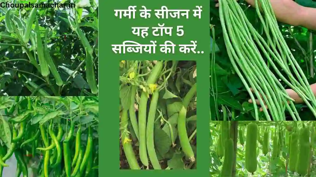 Vegetable Cultivation