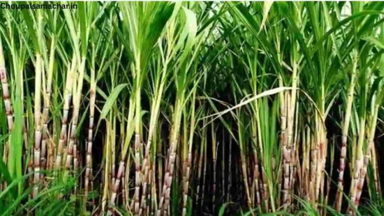 Sugarcane Cultivation