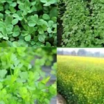 Crop Disease Control