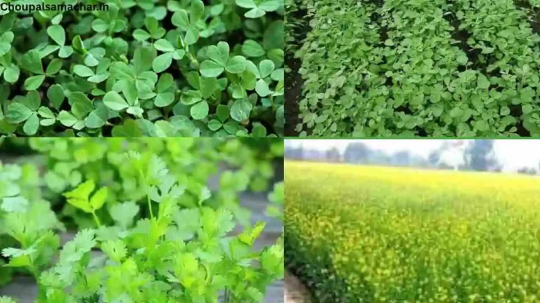 Crop Disease Control