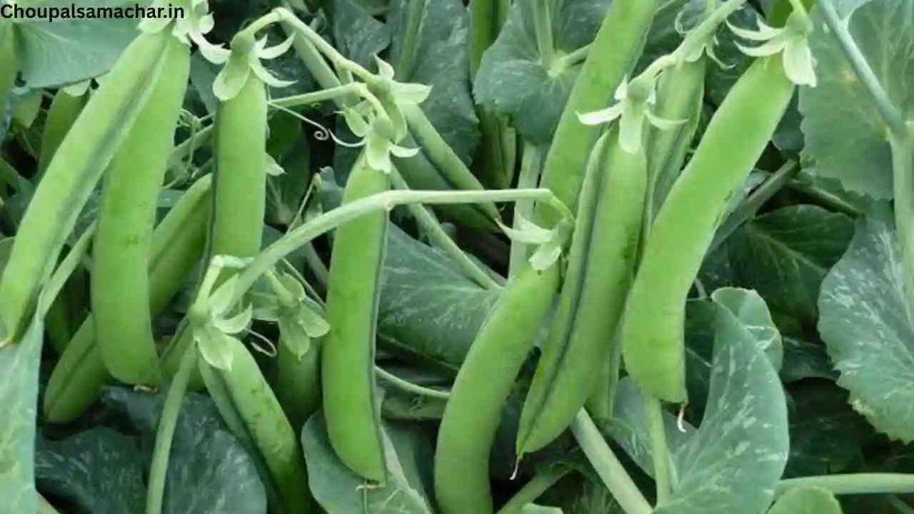 Pencil Peas New Variety